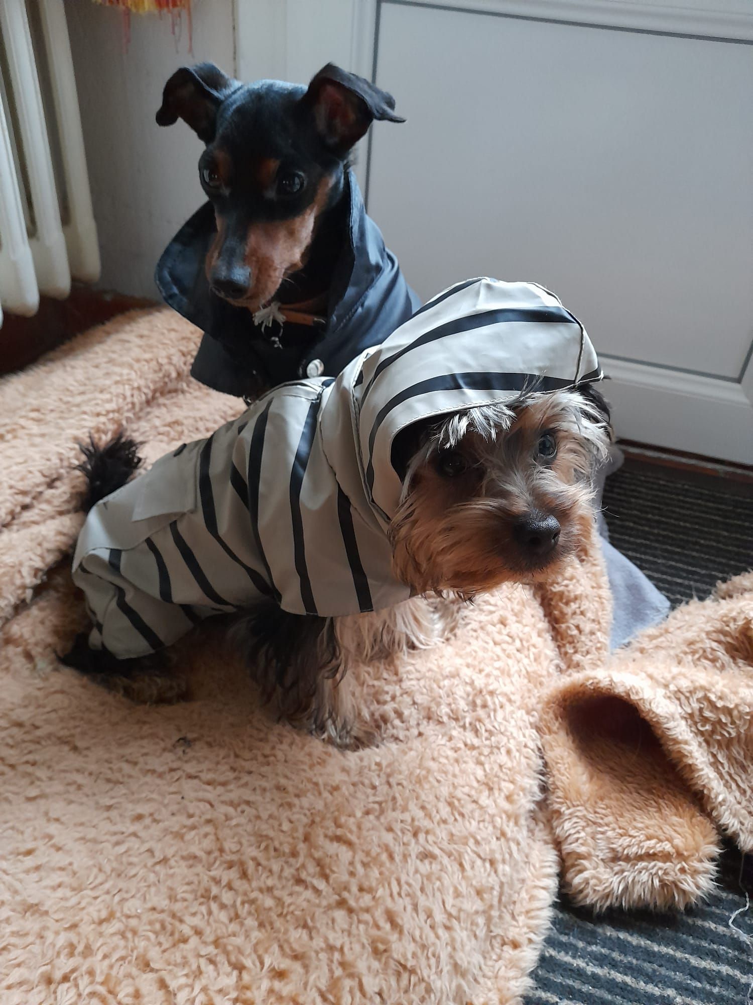 Deux chiots jouant sur un tapis - - La Ferme des Hallais à Tours