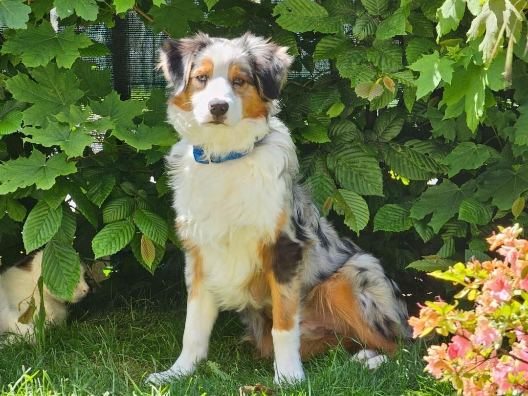 Teddy dans le jardin  - La Ferme des Hallais à Tours