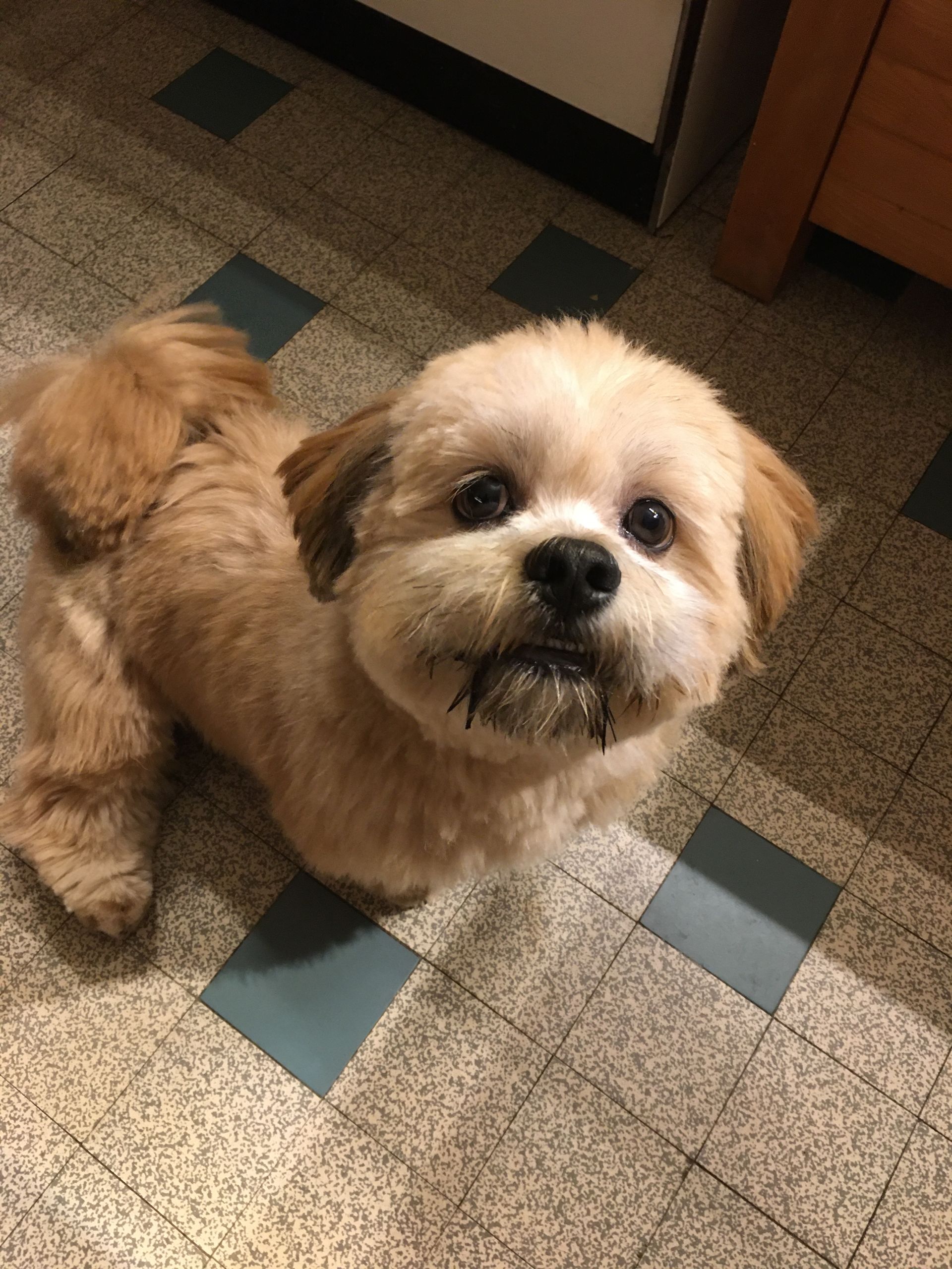 Teddy souriant  - La Ferme des Hallais à Tours