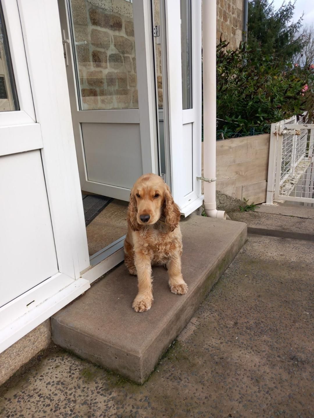 Tessie devient adulte  - La Ferme des Hallais à Tours