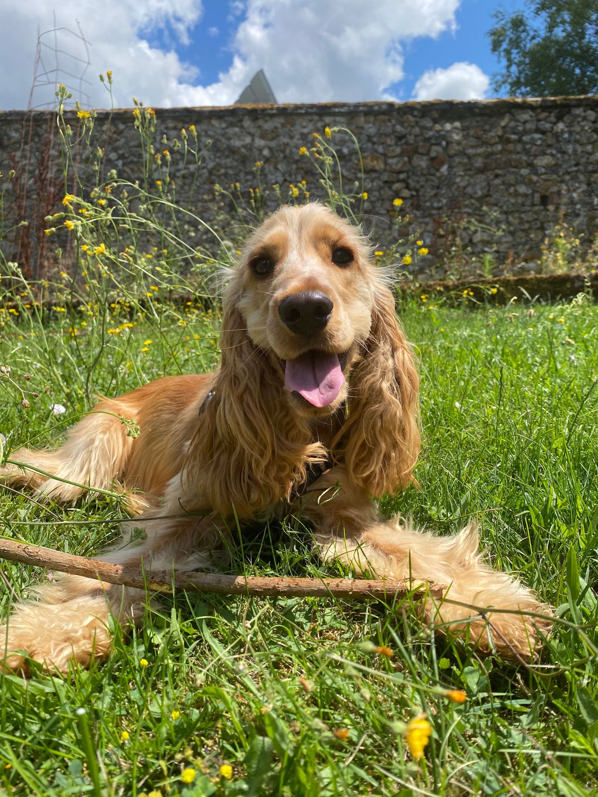 Tweeny dans le jardin  - La Ferme des Hallais à Tours