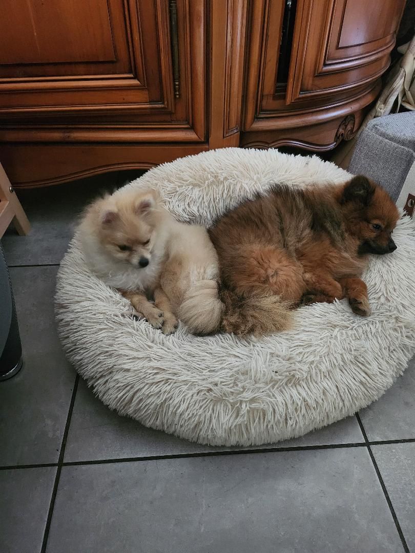 Tya et Luna partage leur panier - - La Ferme des Hallais à Tours