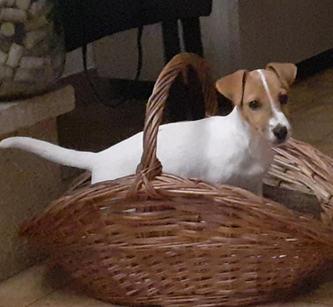 Ulys dans un panier en osier - La Ferme des Hallais à Tours