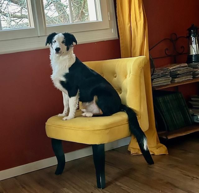 Uno regarde dehors assis sur sa chaise jaune - La Ferme des Hallais à Tours