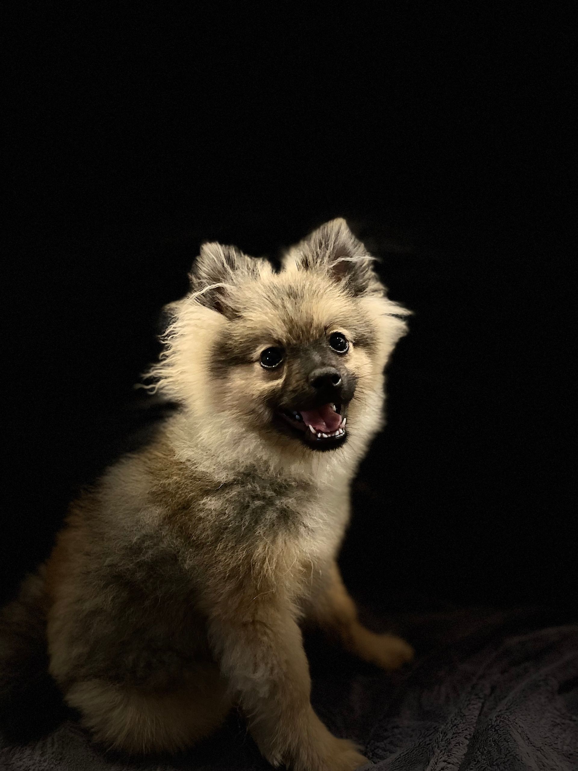 Vick assis - La Ferme des Hallais à Tours