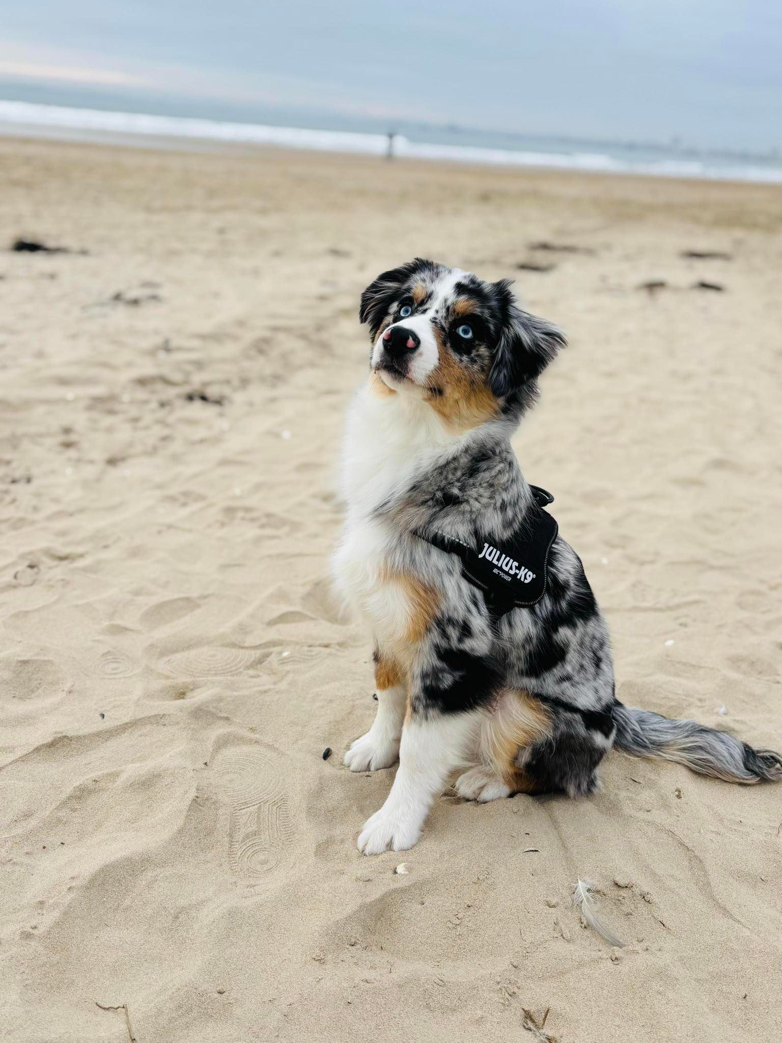 Berger américain à la plage