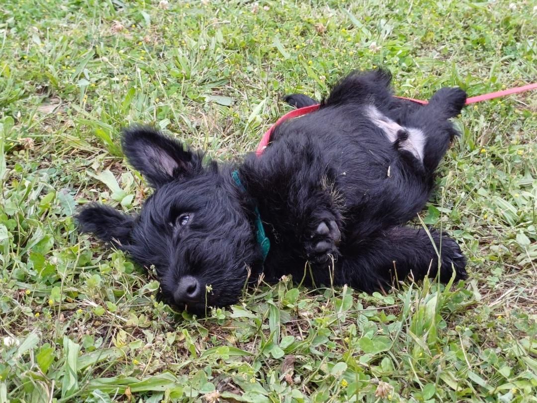 Chiot Scottish Terrier dans l'herbe - La Ferme des Hallais à Tours