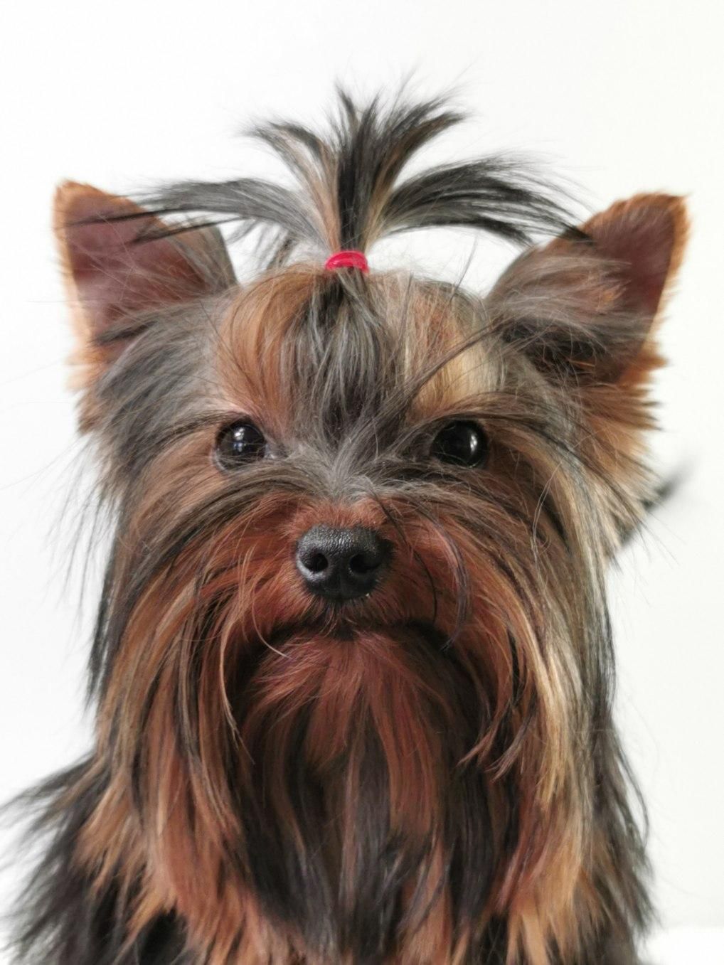 Yorkshire terrier