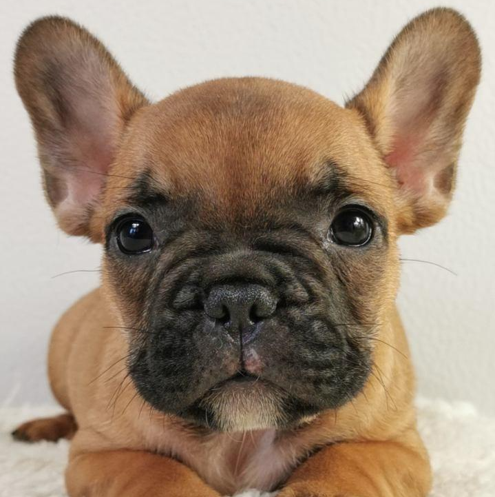 Bouledogue français