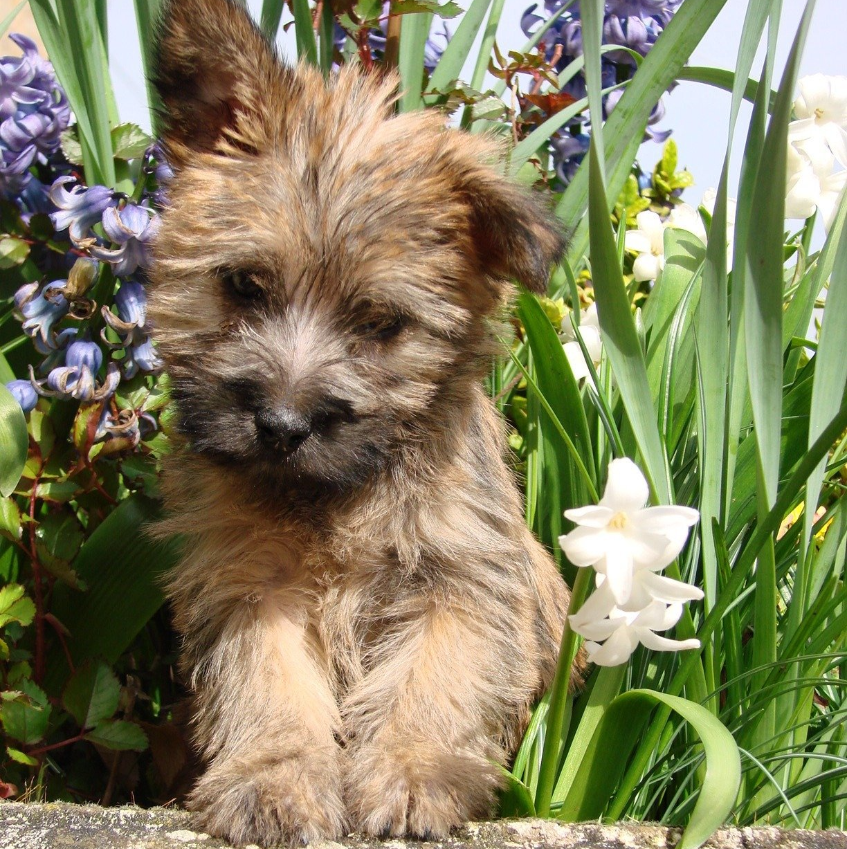 Cairn terrier