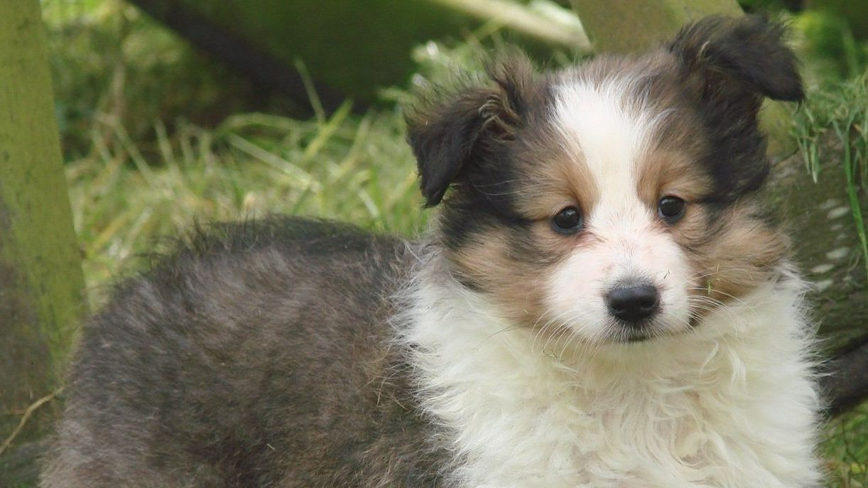 Jeune chiot berger des Shetland dans l'herbe