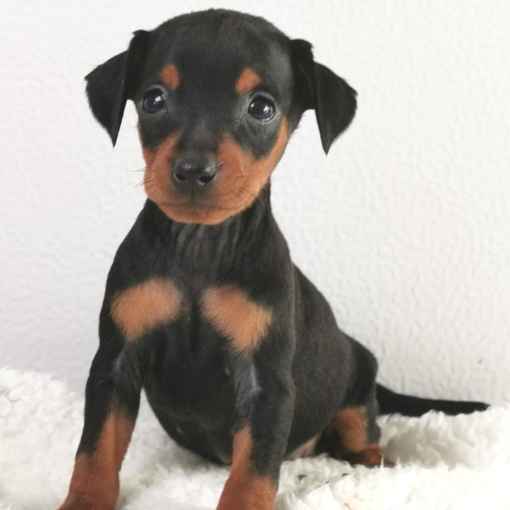 Pinscher nain