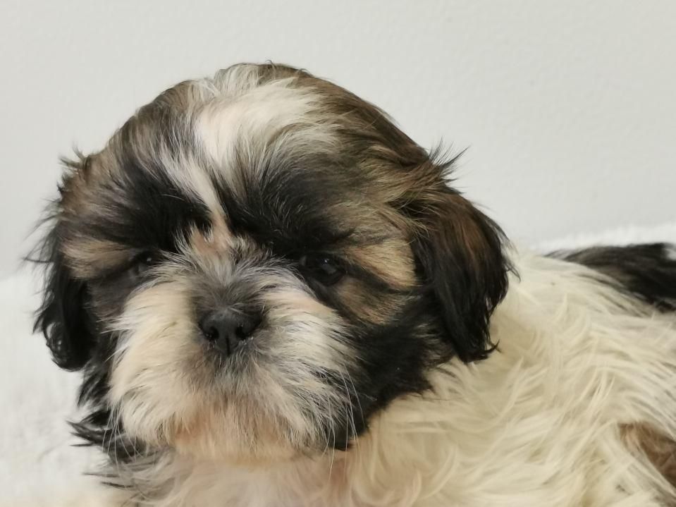 Chiot Shih Tzu noir et blanc avec un nœud rose.