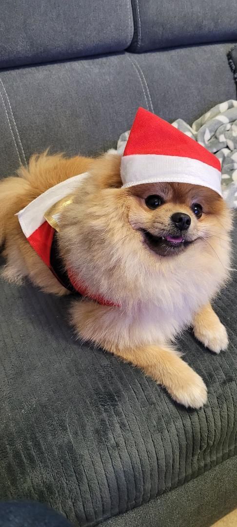 jeune Spitz en père noël - la Ferme des Hallais Tours