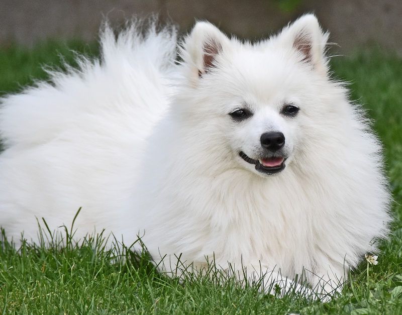 Chien de race Volpino blanc assis dans l'herbe