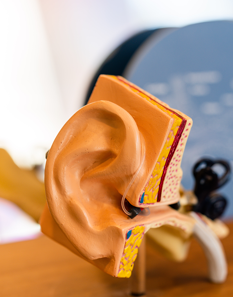 Modèle anatomique d'une oreille