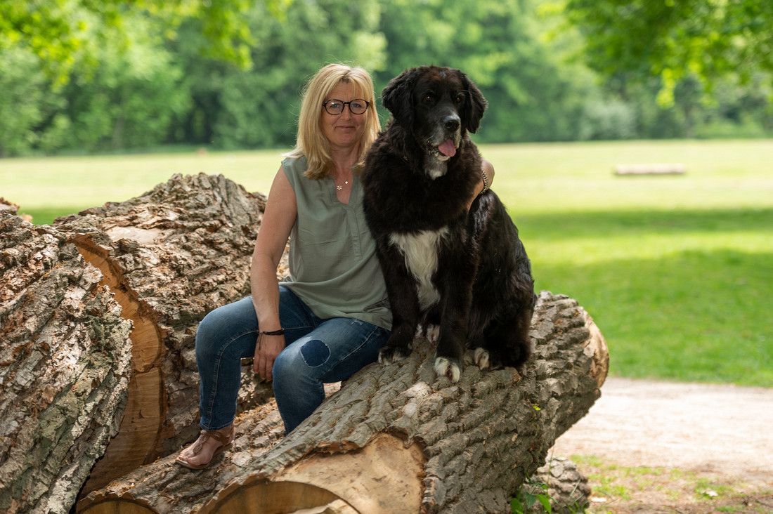 Yorkshire Terrier, der frisiert wird