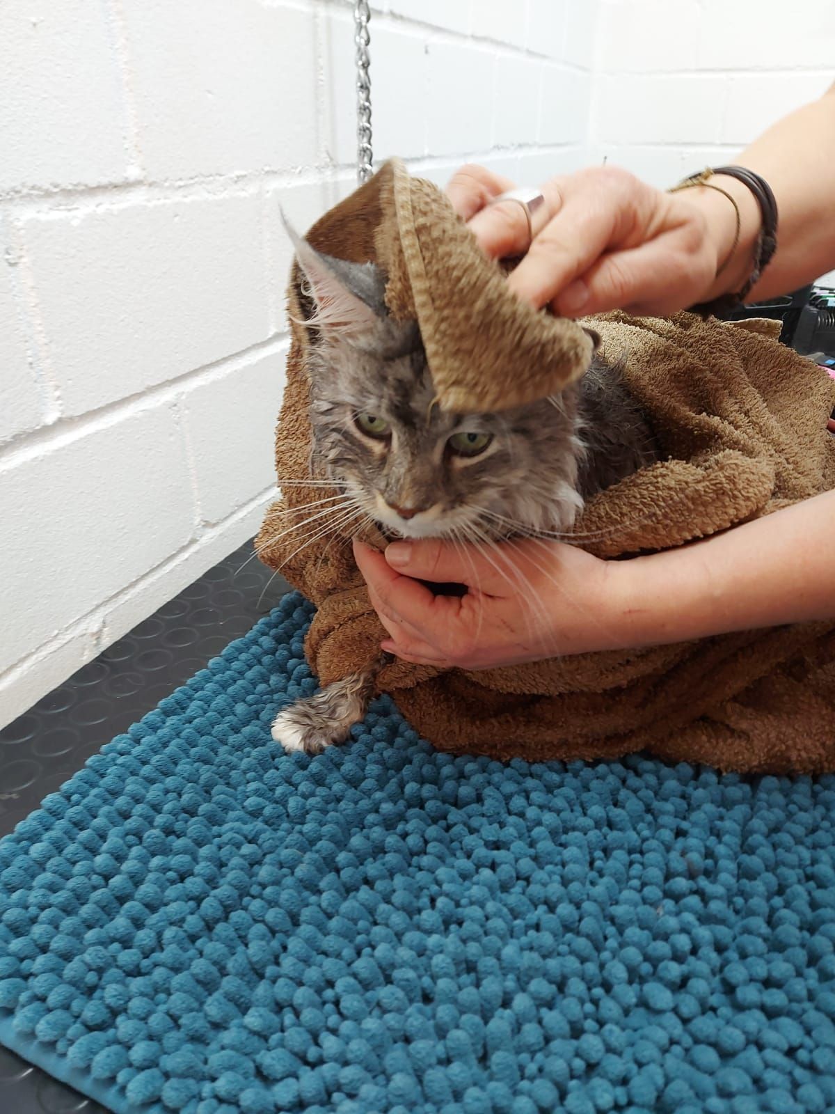 Katze wird abgetrocknet