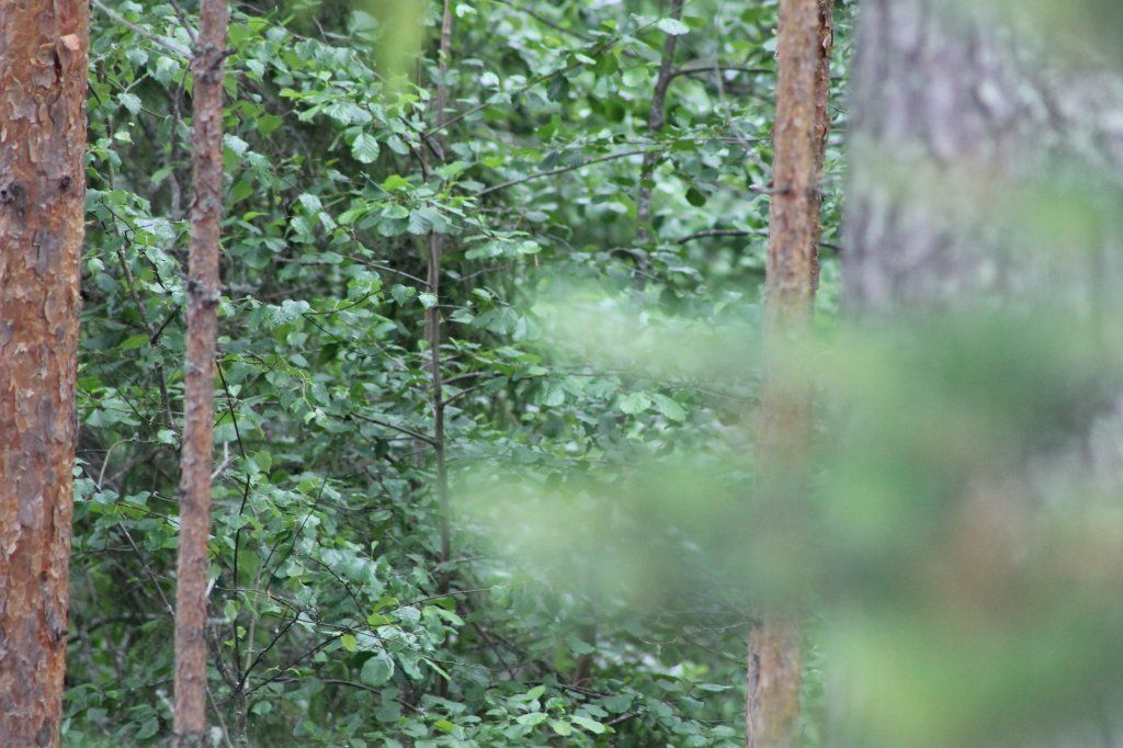 Carlanja
Ihre Blockhausferien in Finnland