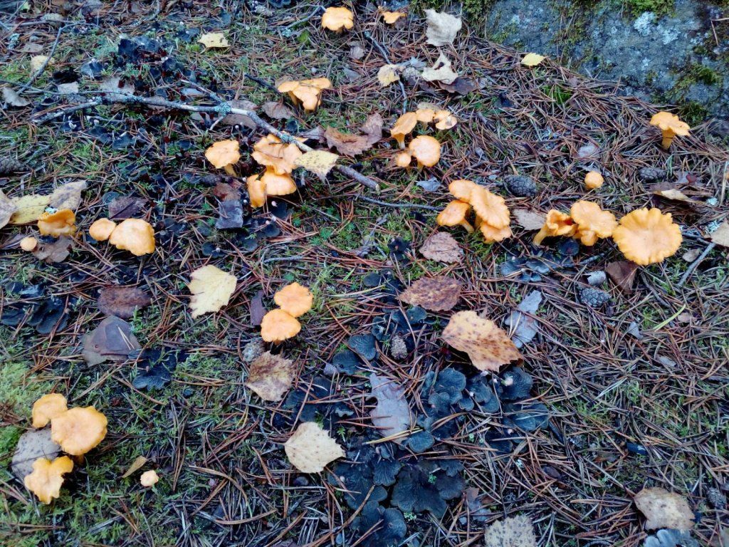 Carlanja
Ihre Blockhausferien in Finnland