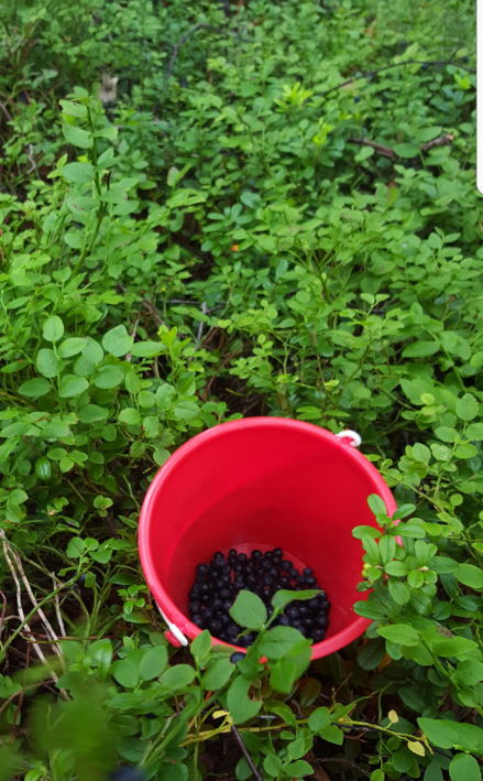 Carlanja
Ihre Blockhausferien in Finnland