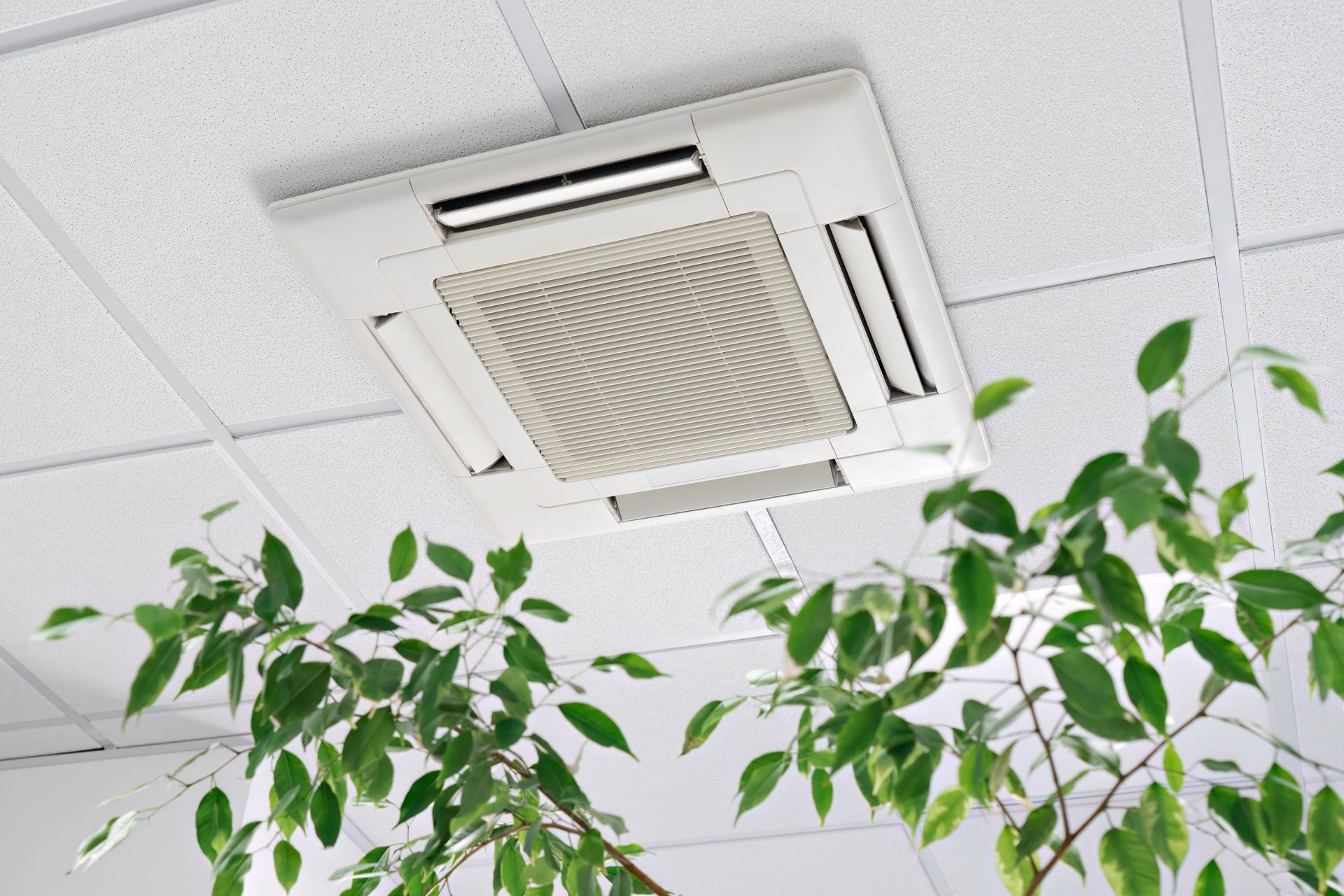 Una planta está creciendo en un ventilador de techo.