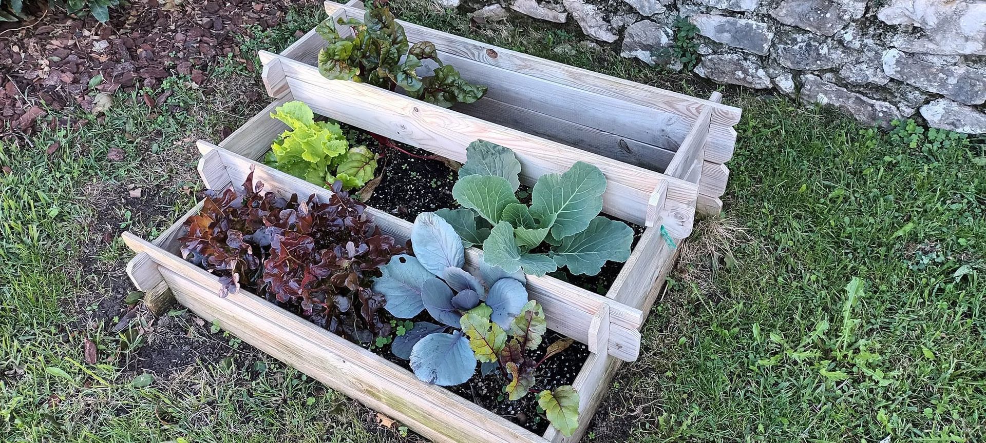 Huerto elevado de madera con plantas de hojas verdes y lechuga roja creciendo sobre césped.