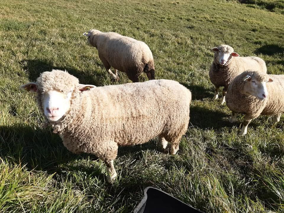 Ovejas pastando en un campo de hierba, con una oveja blanca en primer plano y otras detrás.