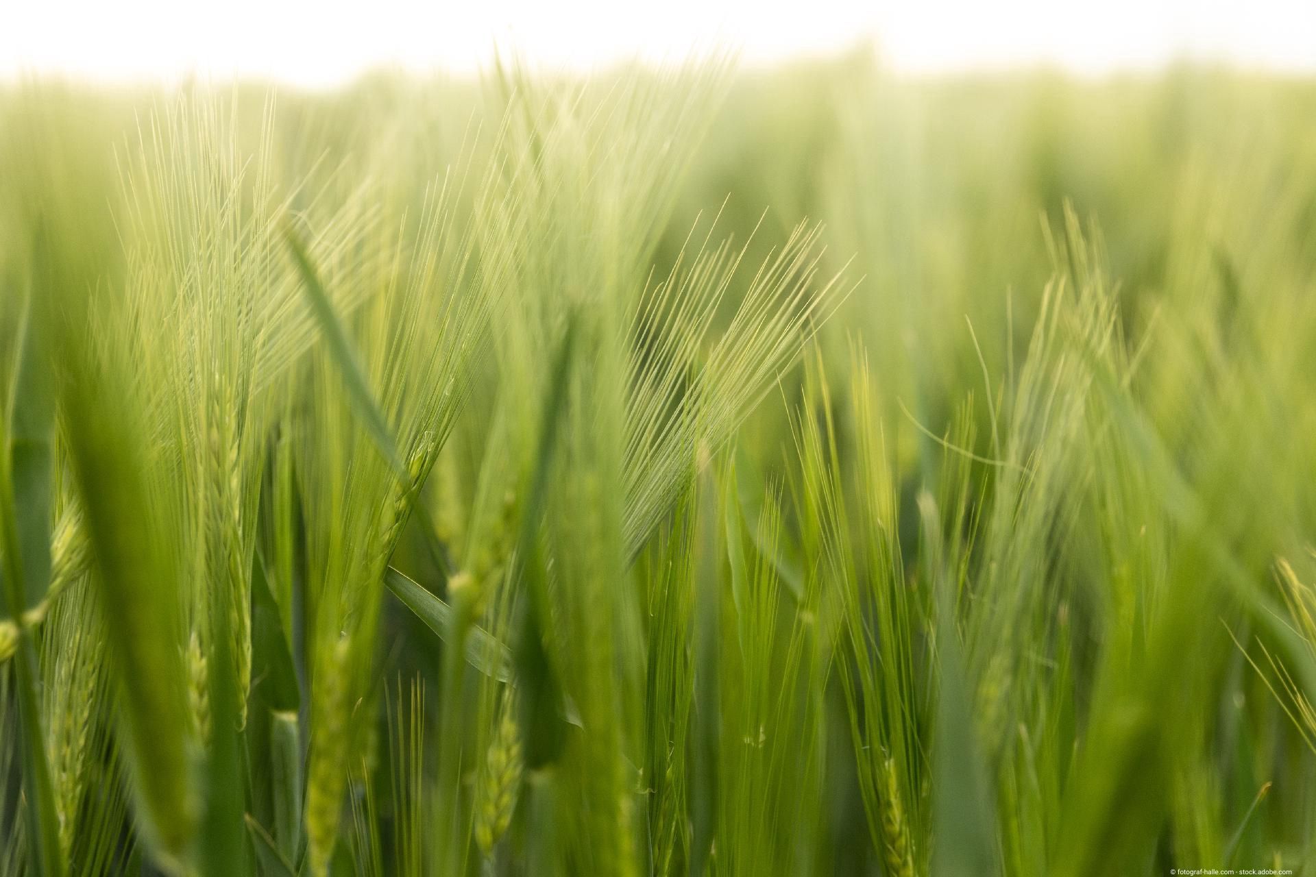 Ähren auf einem Weizenfeld