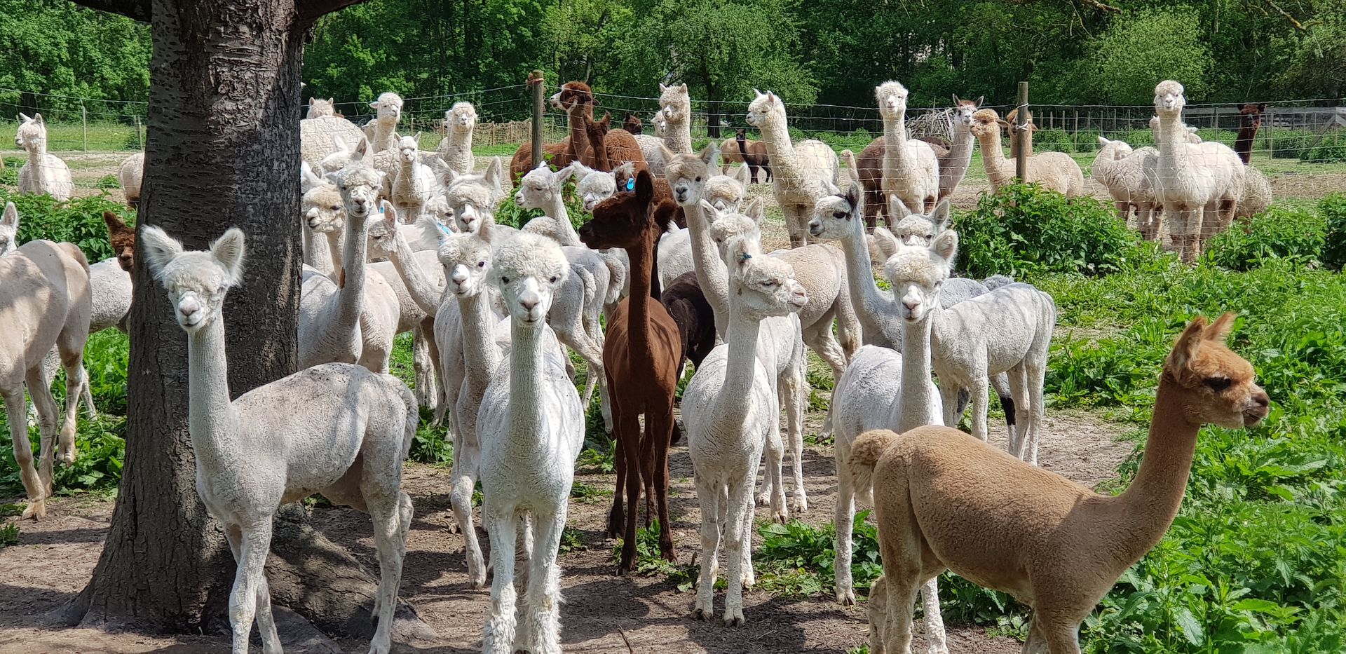 Eine Herde Alpakas, die nebeneinander auf einem Feld stehen | Tierarztpraxis Buschmann