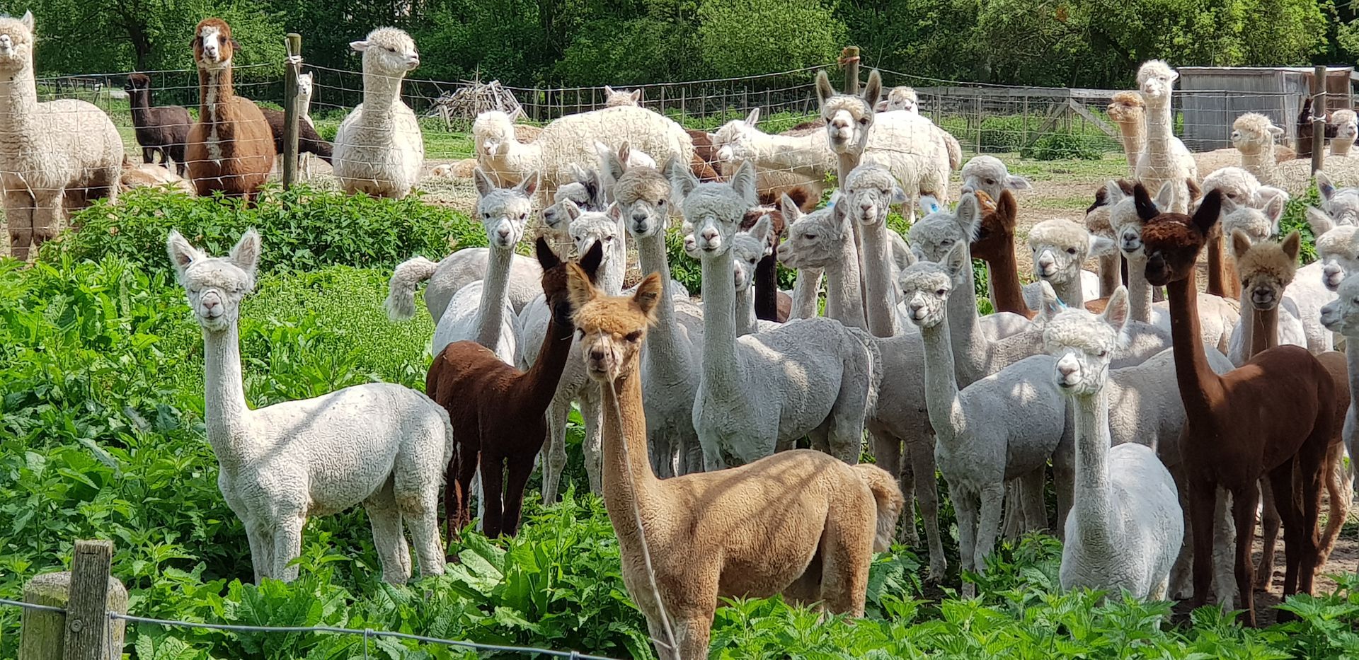 Eine Herde Alpakas, die nebeneinander auf einem Feld stehen | Tierarztpraxis Buschmann