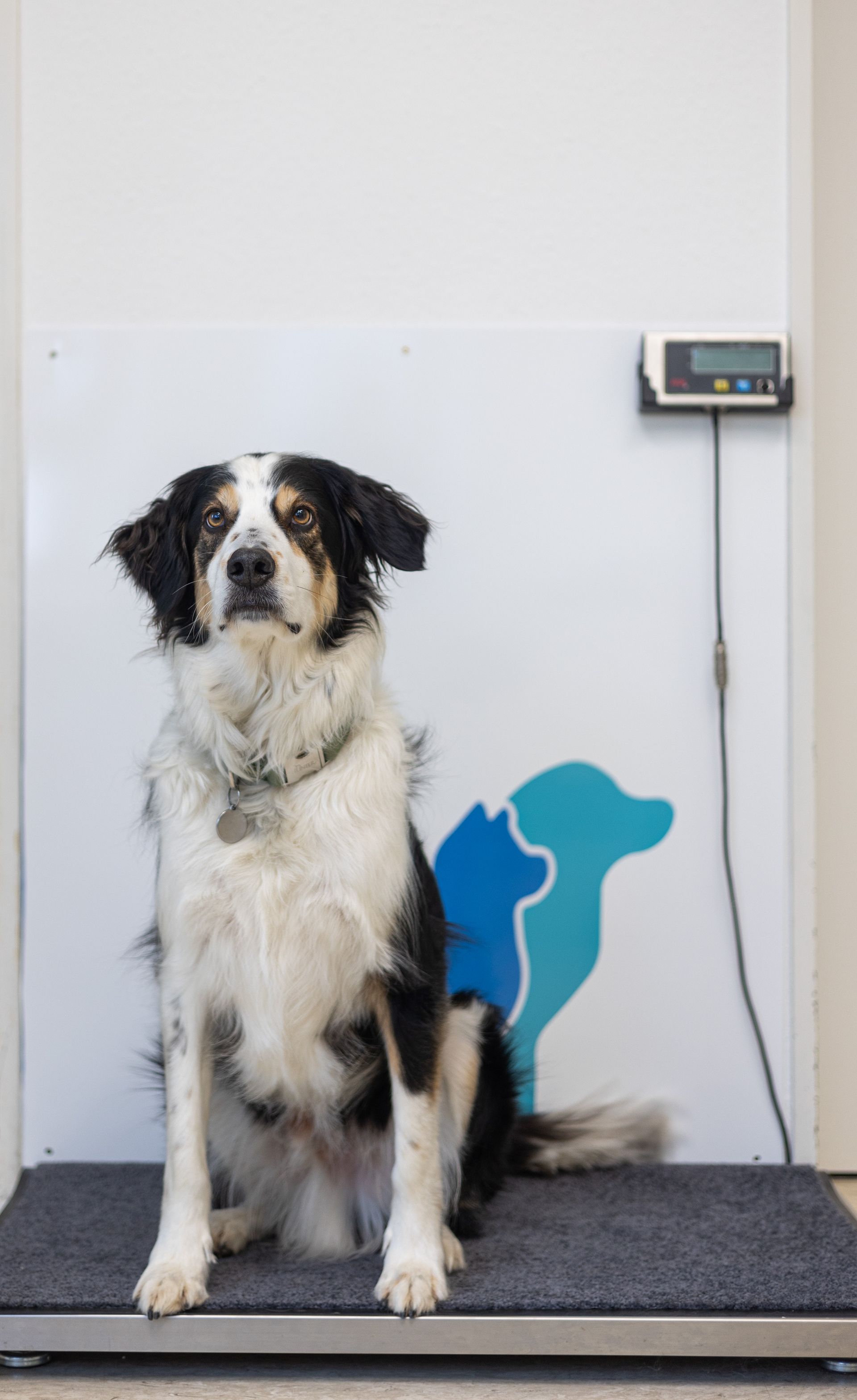 Border Collie sitzt auf einer Tierwaage in einer Tierklinik. Schwarzes, weißes und braunes Fell. Kliniklogo in Blau.
