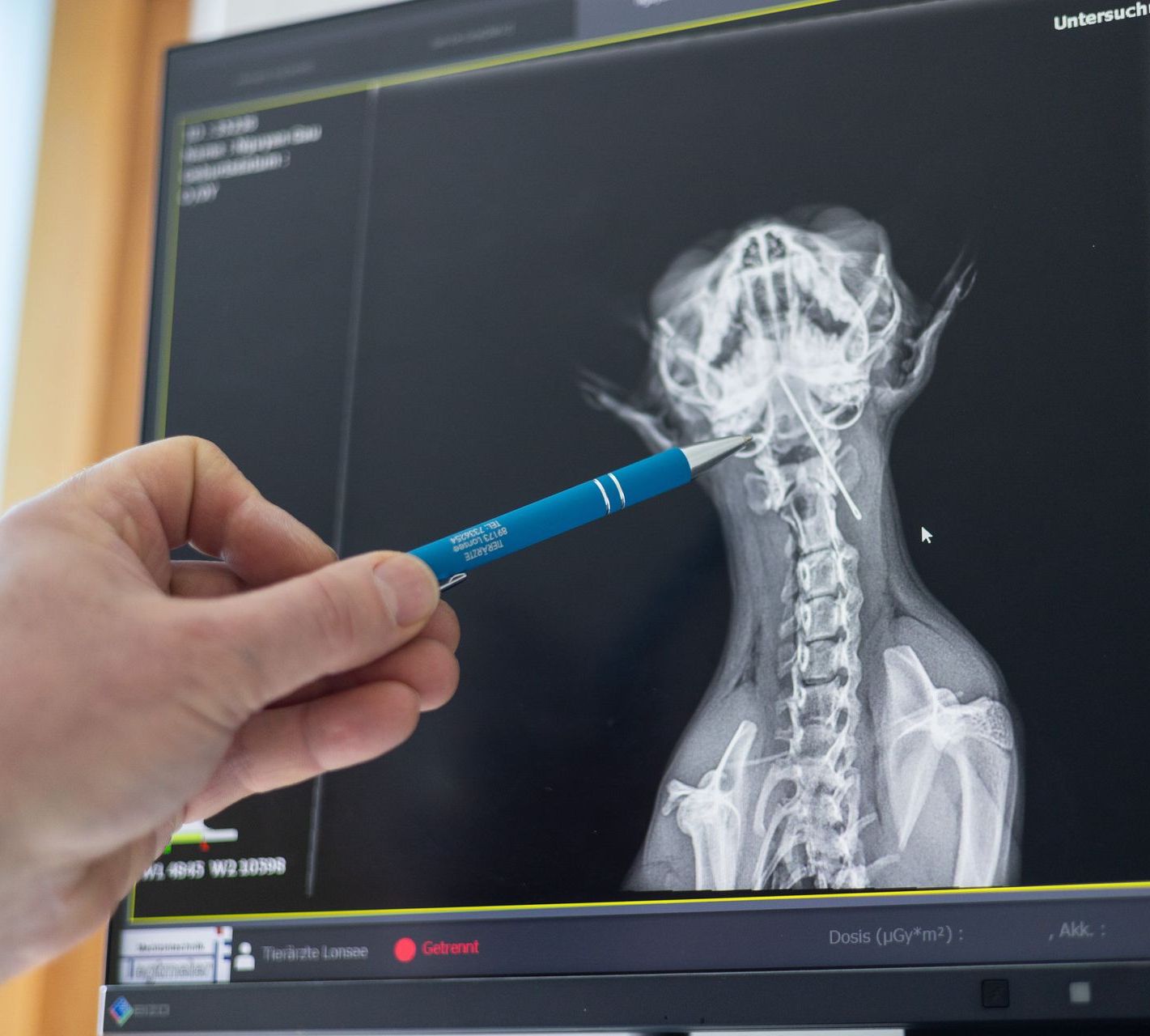 Eine Person richtet einen Stift auf die Wirbelsäule einer Katze auf einem Röntgenmonitor; eine medizinische Umgebung.