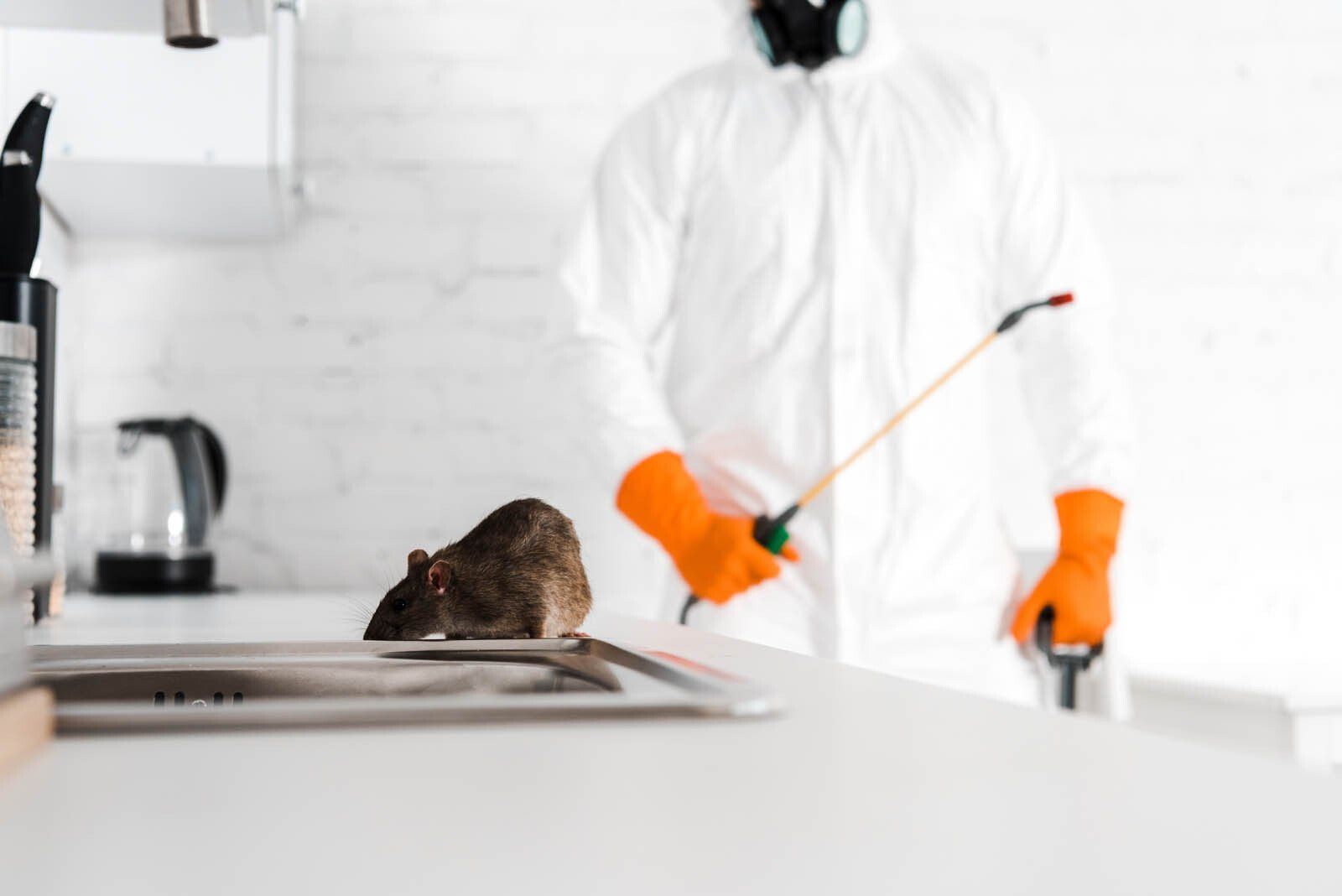Rat sur une table de cuisine avec un spécialiste de dératisation derrière