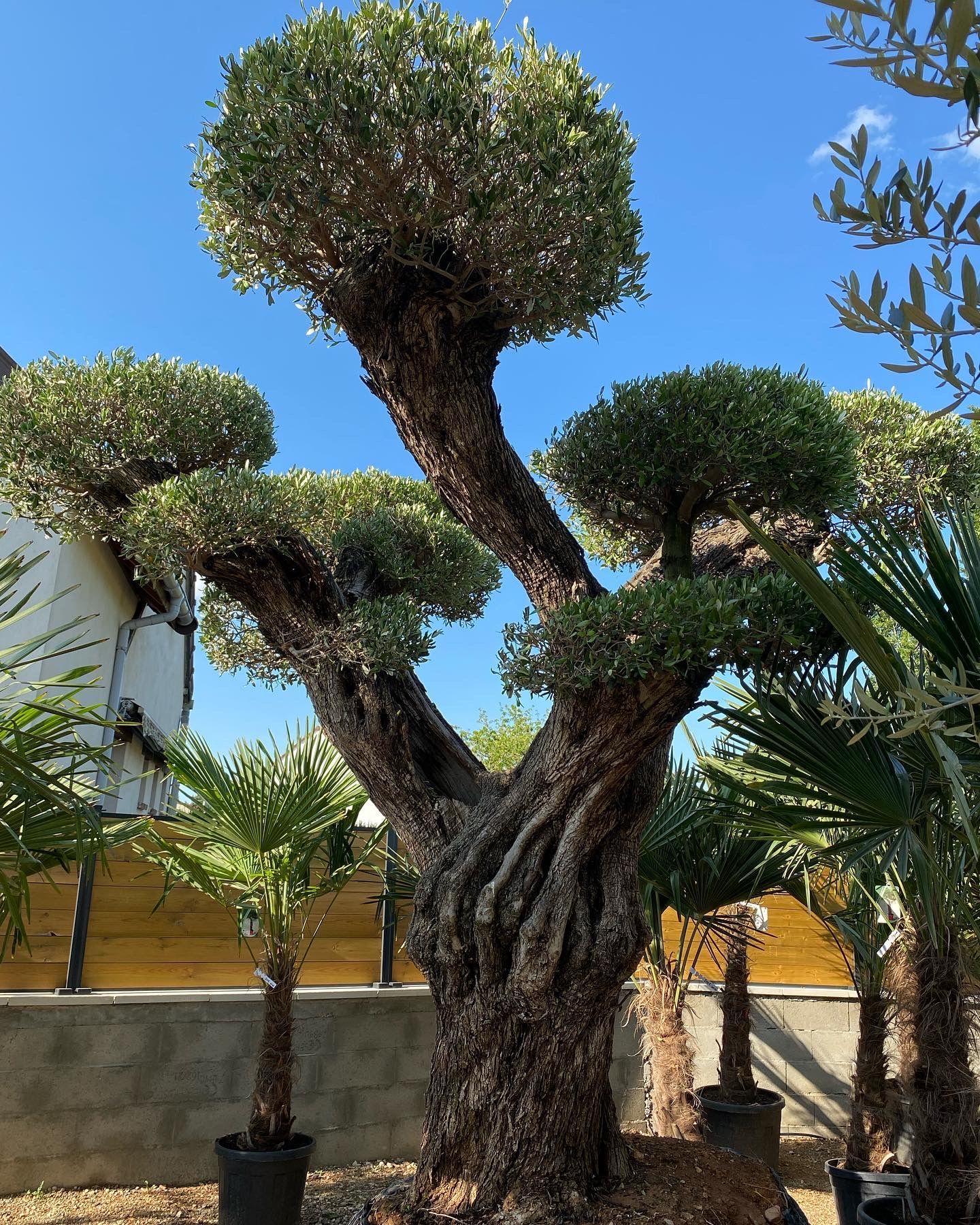 Gros olivier devant clôture en bois