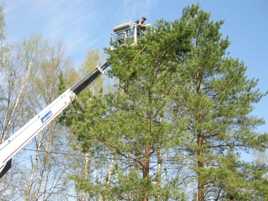 Työntekijä ämpärinostimessa leikkaamassa korkeaa mäntyä sinistä taivasta vasten