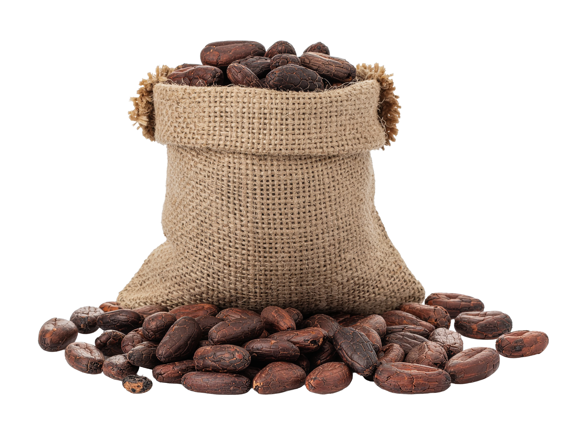Sac de jute contenant des fèves de cacao éparpillées autour