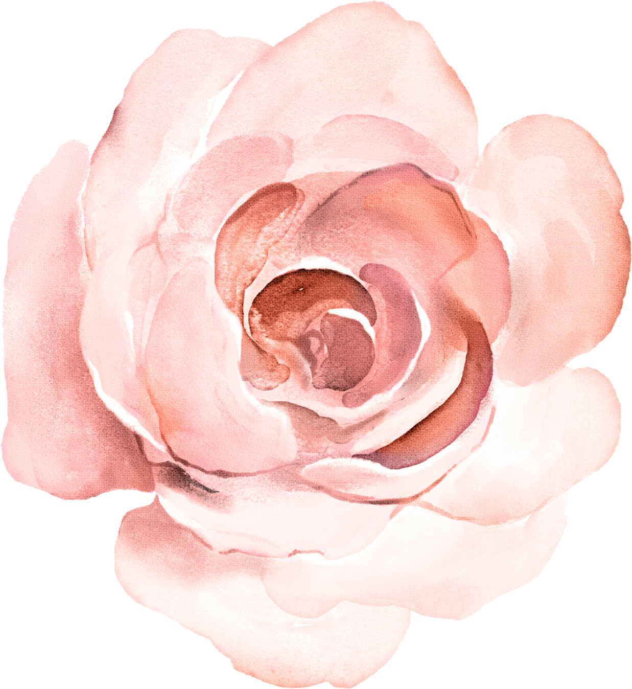 Illustration d'une fleur