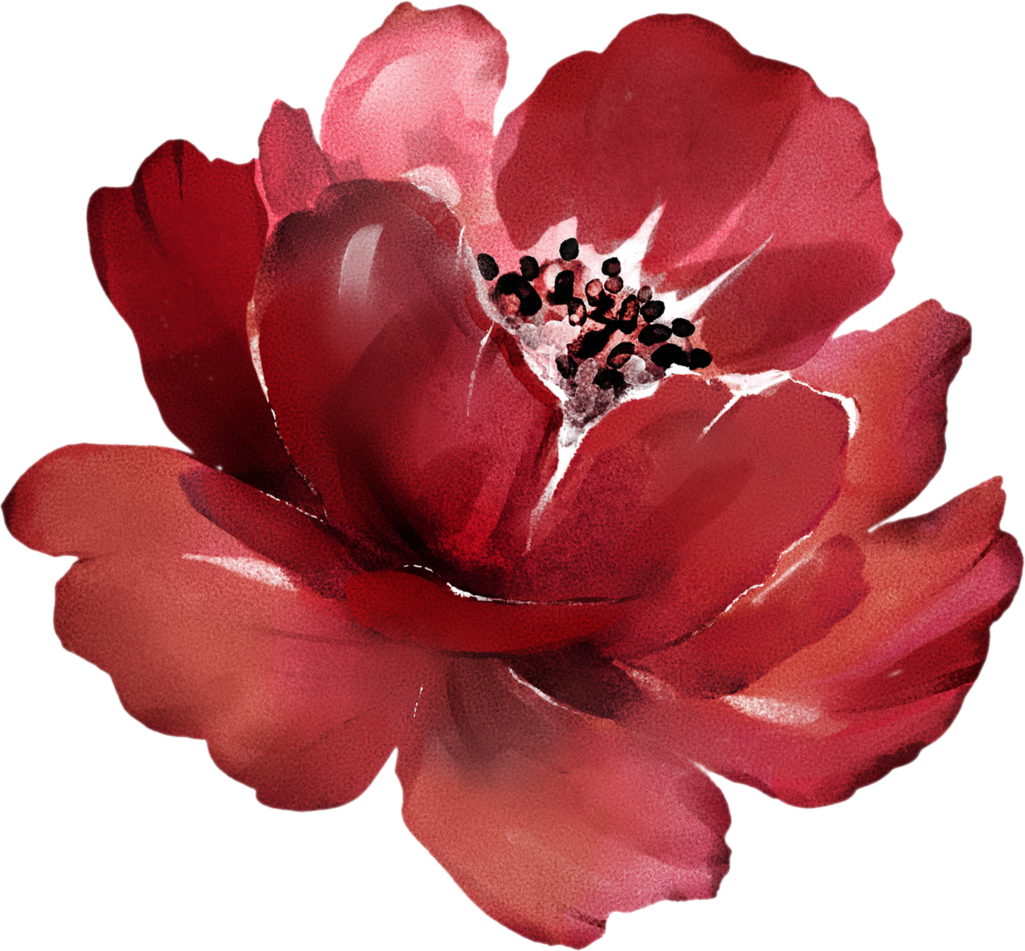 Illustration d'une fleur rouge