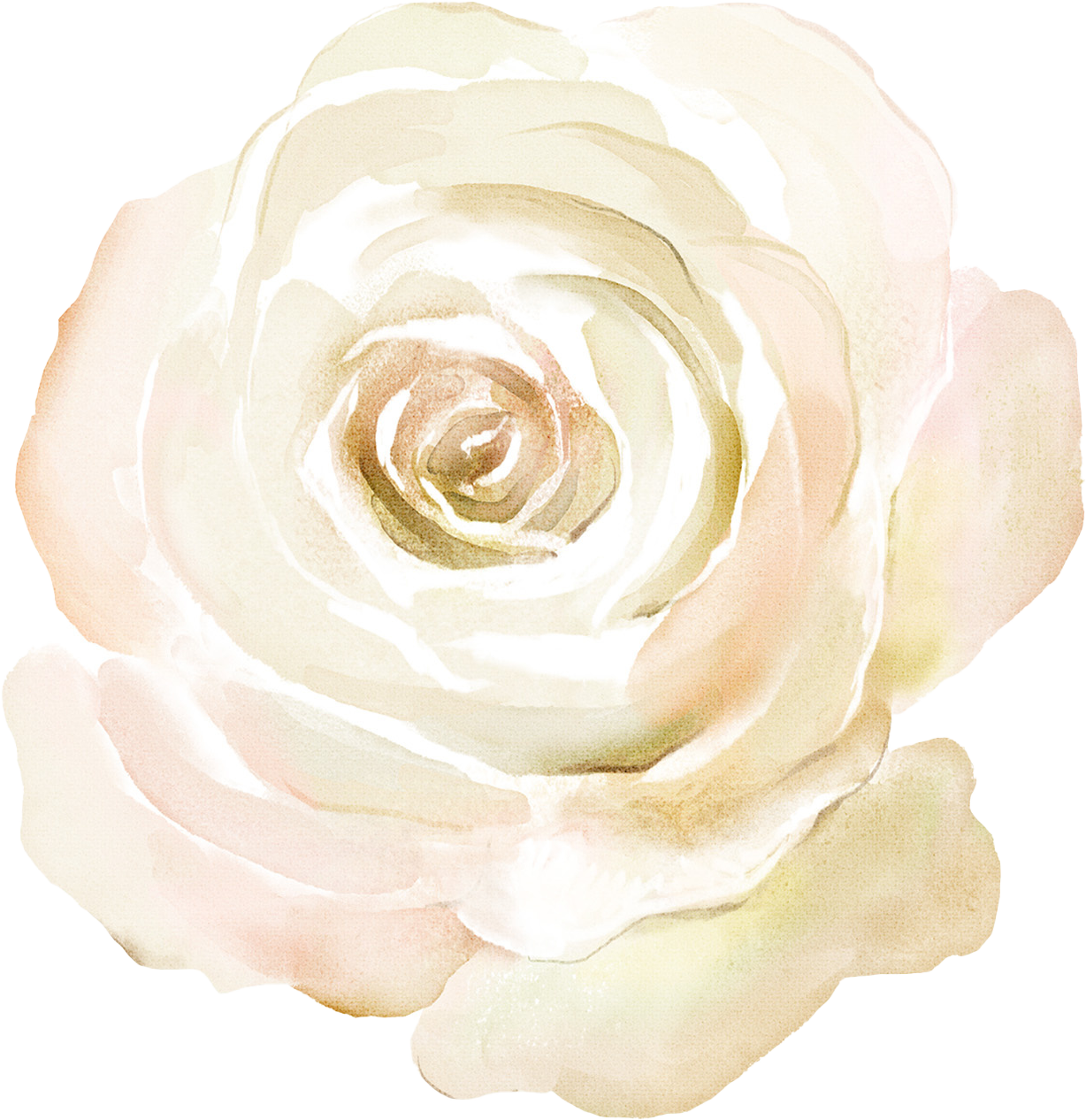 Illustration d'une fleur blanche