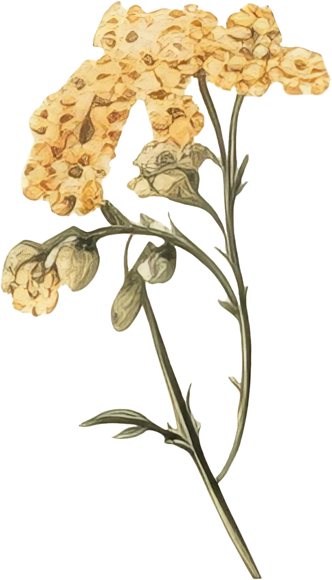 Illustration d'une fleur jaune