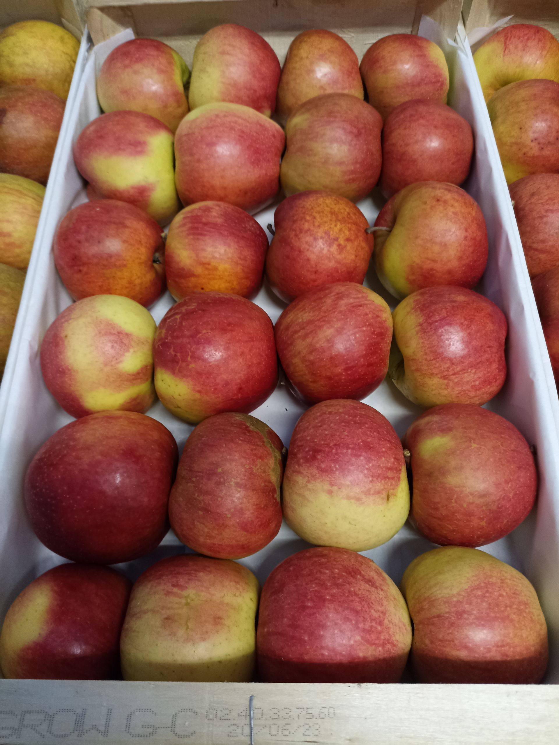 Pommes rouges et jaunes