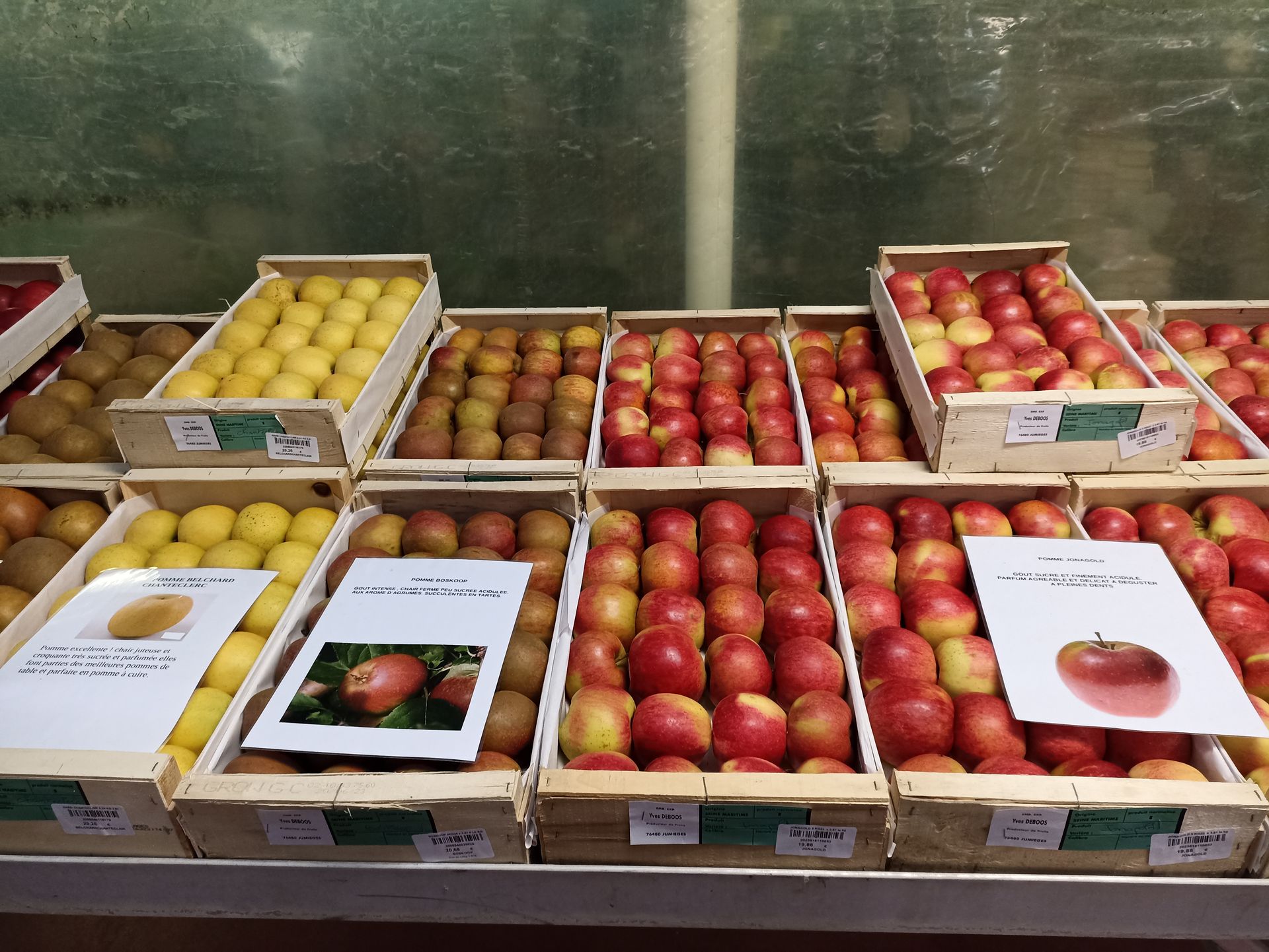 Différentes variétés de pommes