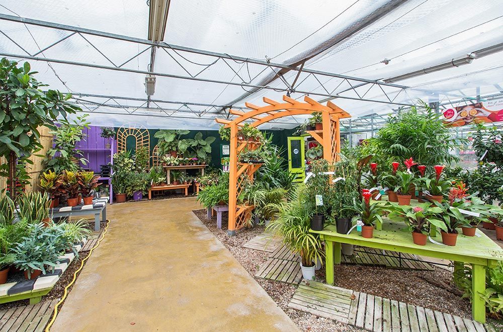 Différentes plantes d'extérieur en vente