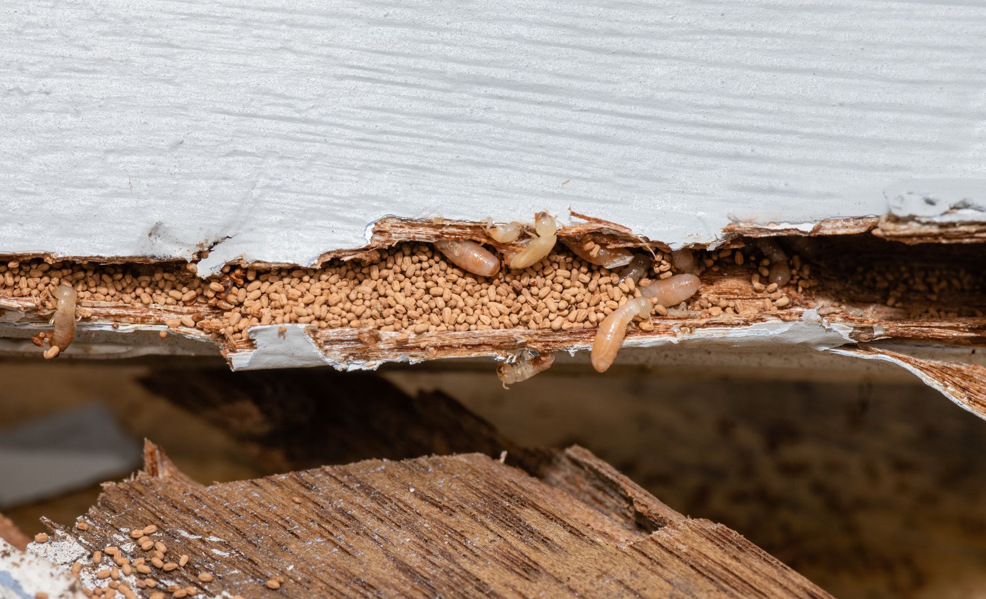 Termites et bois endommagé sous un bord métallique, révélant la pourriture du bois et une infestation.