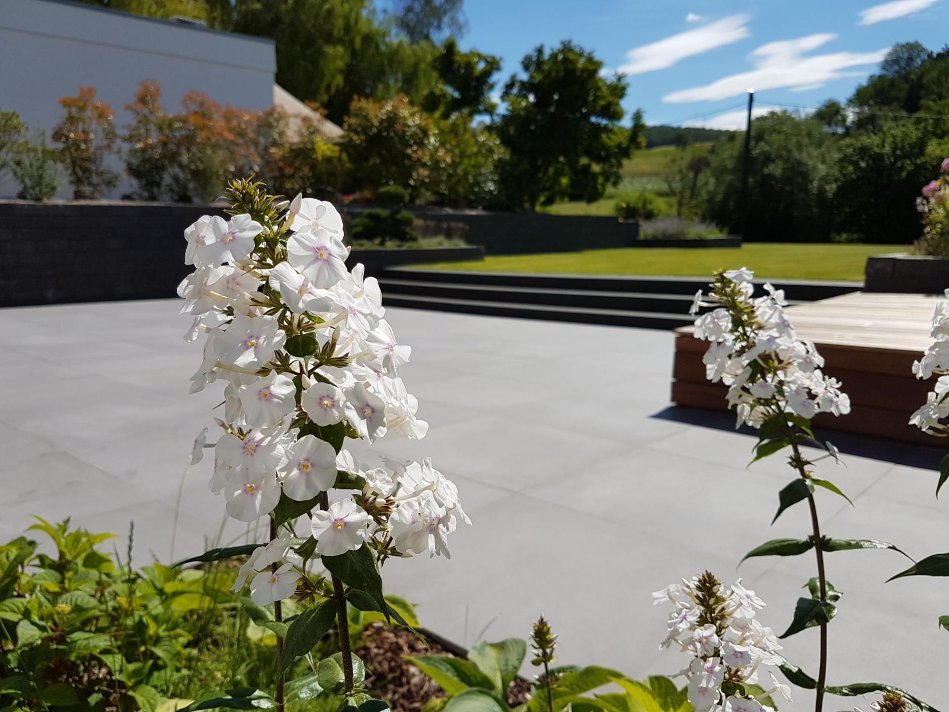 Weiße Phloxblüten blühen in einem modernen Garten vor dem Hintergrund eines blauen Himmels.