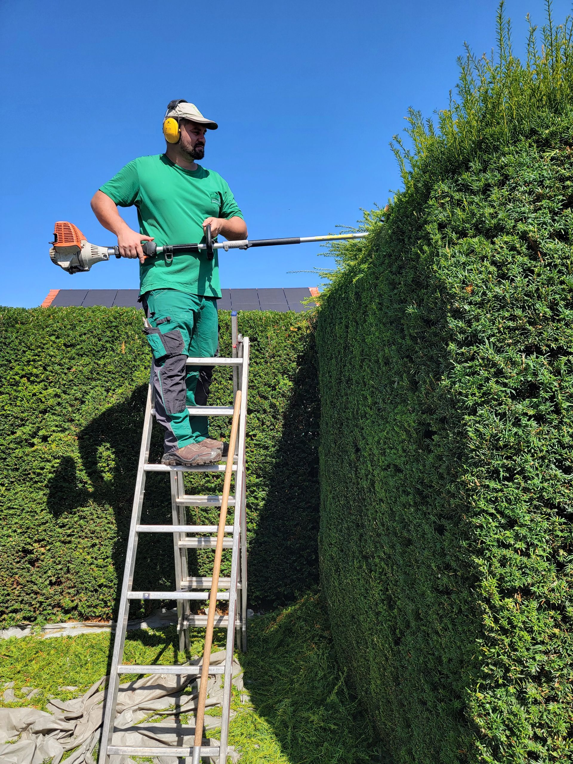 Blaue Hortensien in voller Blüte, umgeben von üppigen grünen Pflanzen in einem sonnigen Garten.