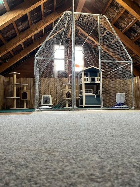 Katzengehege auf dem Dachboden mit Kratzbäumen, Haus und Futter-/Wasserspendern.