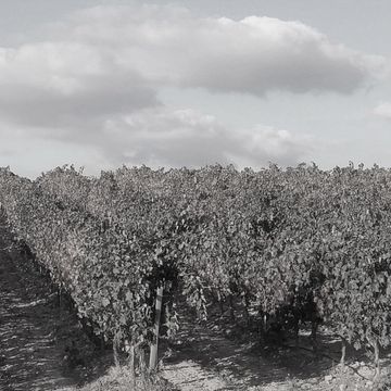 Una fotografía en blanco y negro de un viñedo con nubes en el cielo.