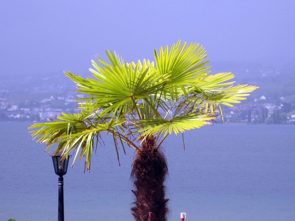 Seerestaurant MEILIBACH